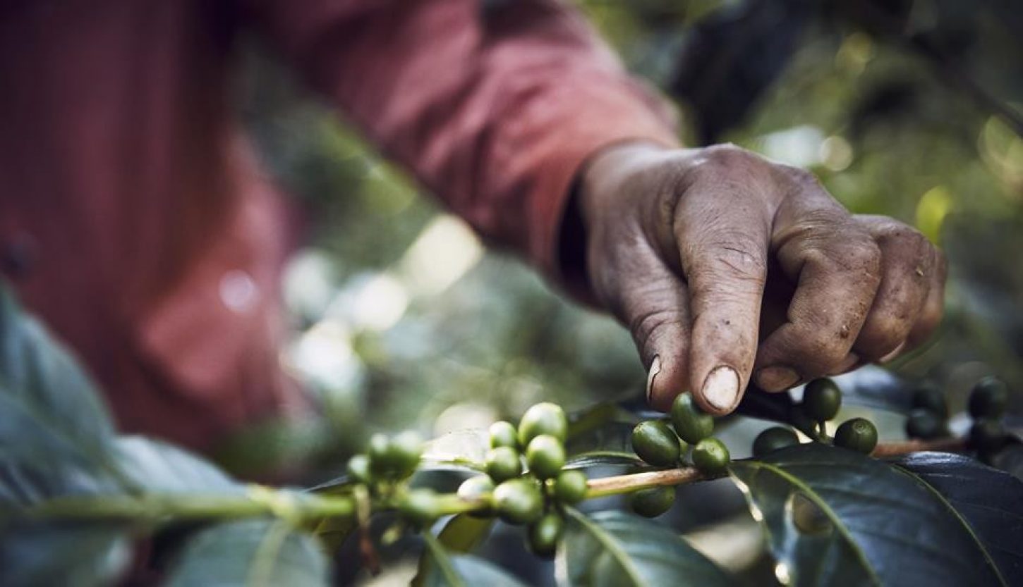 Kahlúa s ciljem pridobiti 100 % kave s strani trajnostno naravnanih skupnosti do leta 2022